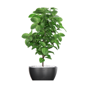 Seed Plant