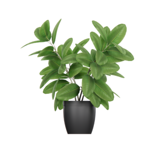 FLOWER PLANT